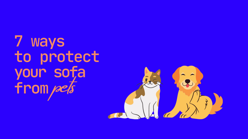 How To Protect Your Sofa From Pets CleanHero